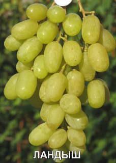 Виноград Ландыш